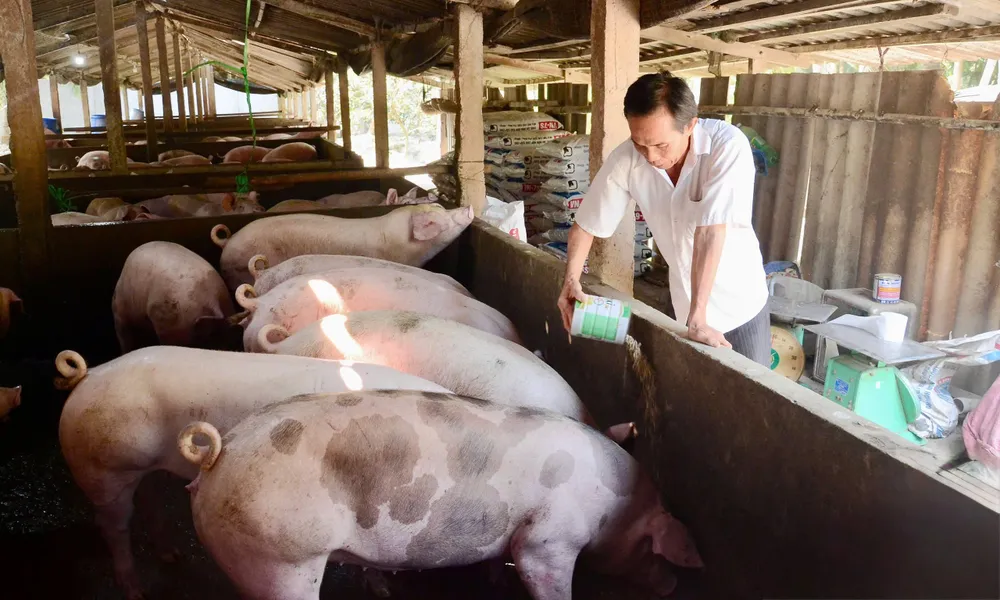 HEO ĐỒNG THÁP.jpg