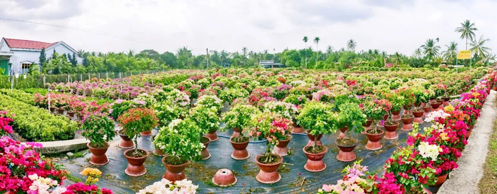 Vùng trồng hoa giấy lớn nhất của tỉnh Vĩnh Long