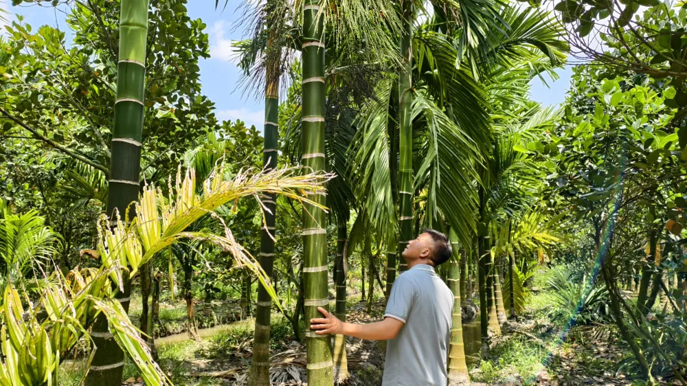 Vườn cau của anh Lê Văn Thế. Ảnh: TÍN HUY