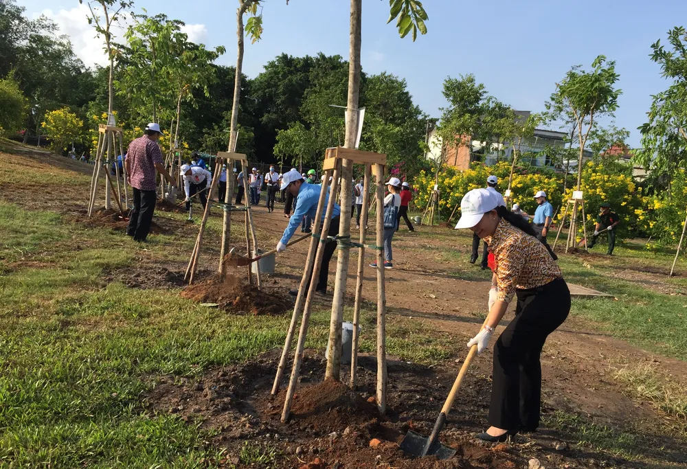 Quận 4 trồng hơn 1.200 cây xanh và tổng vệ sinh môi trường ảnh 3