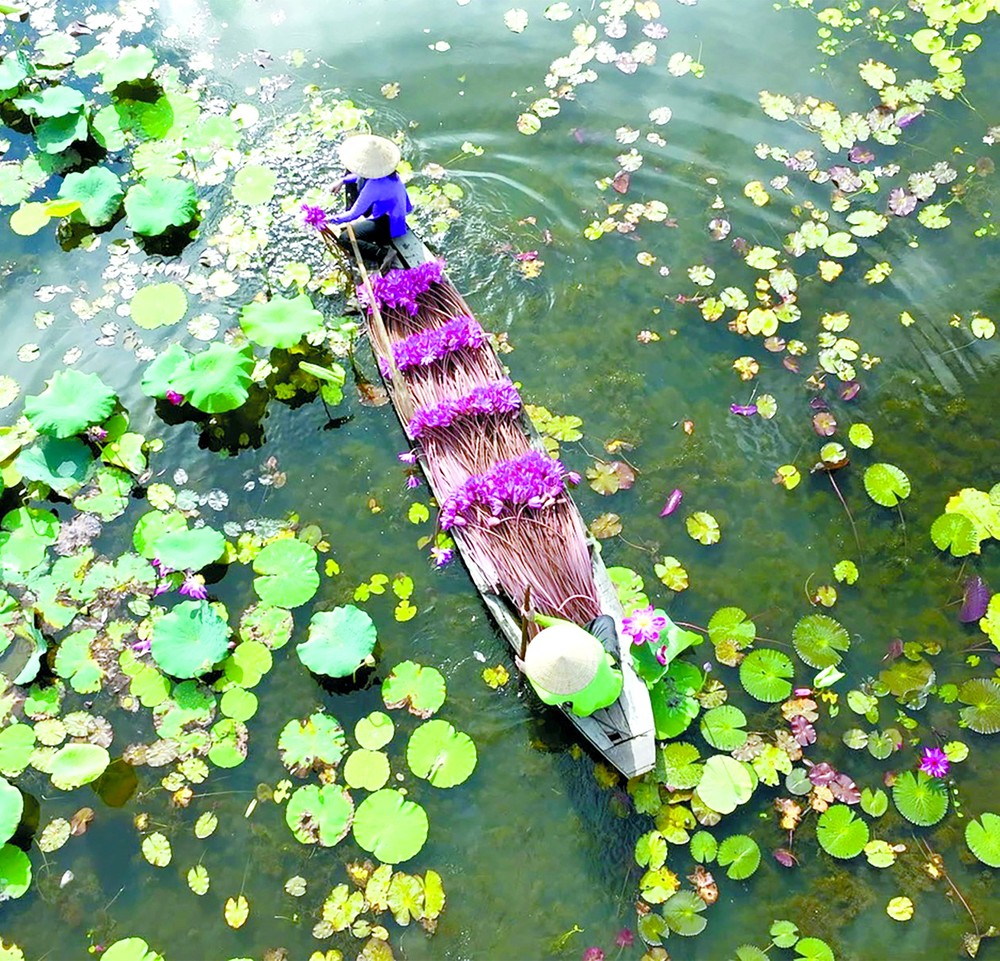 越南采莲人在水中采莲。