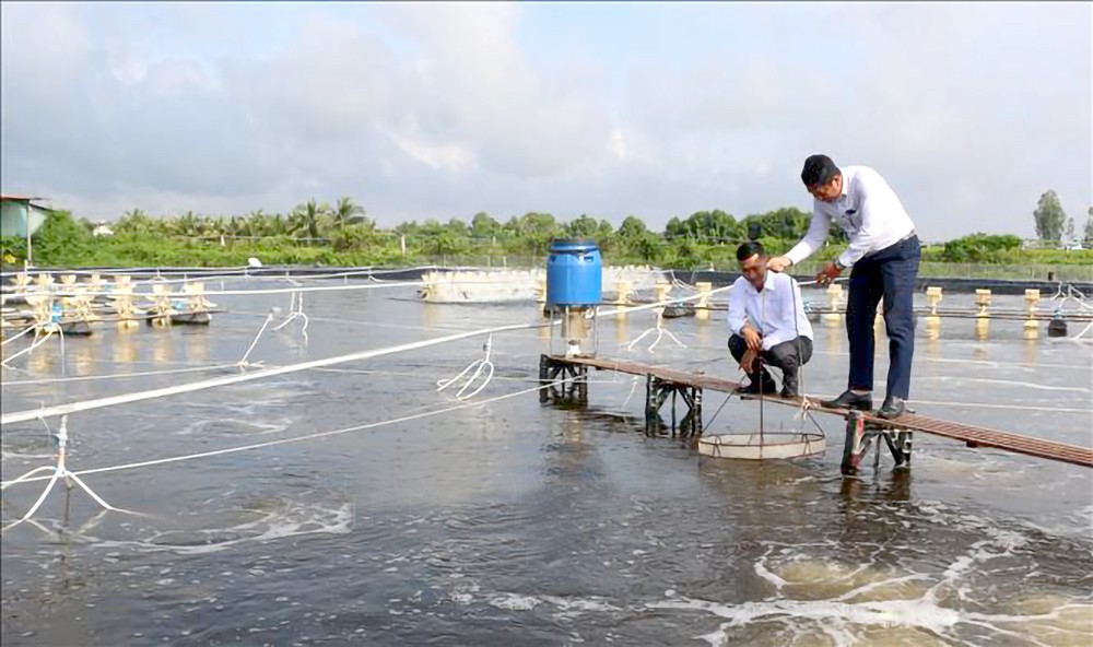 薄寮省推出高新技术集约化养虾模式。