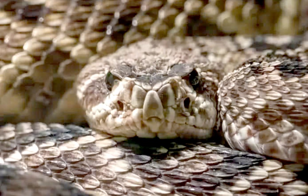 用AI制致命蛇毒解毒剂