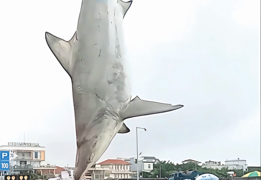 广义省渔民钓获 200 多公斤重鲨鱼