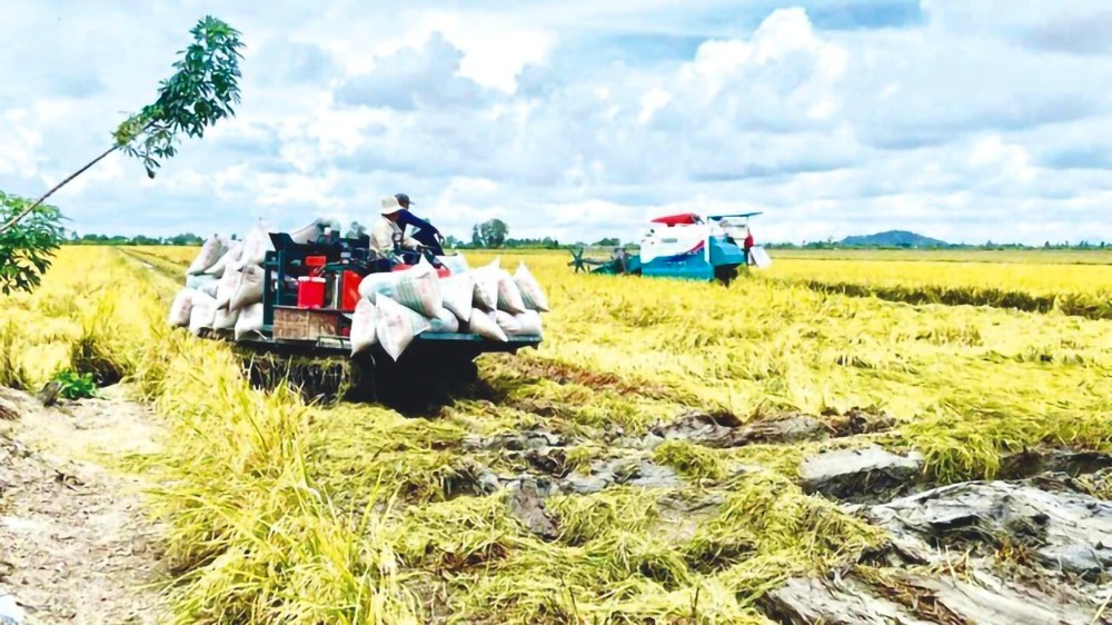 芹苴市的100万公顷优质稻提案正在收割稻米。