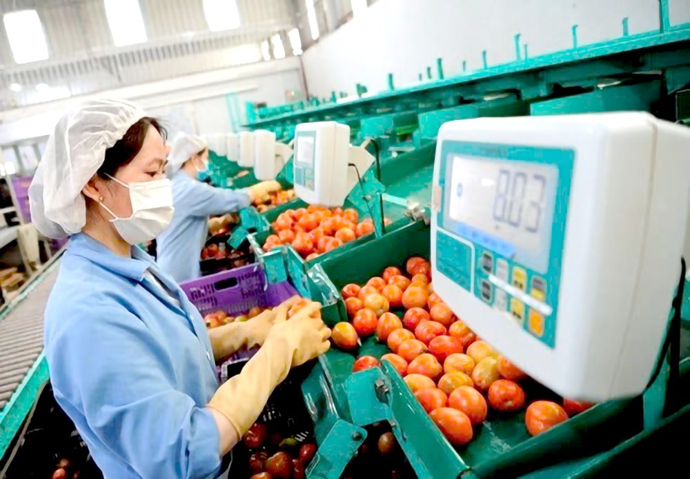 我国果蔬出口市场还有很大的发展余地，但加工质量仍须不懈改进。