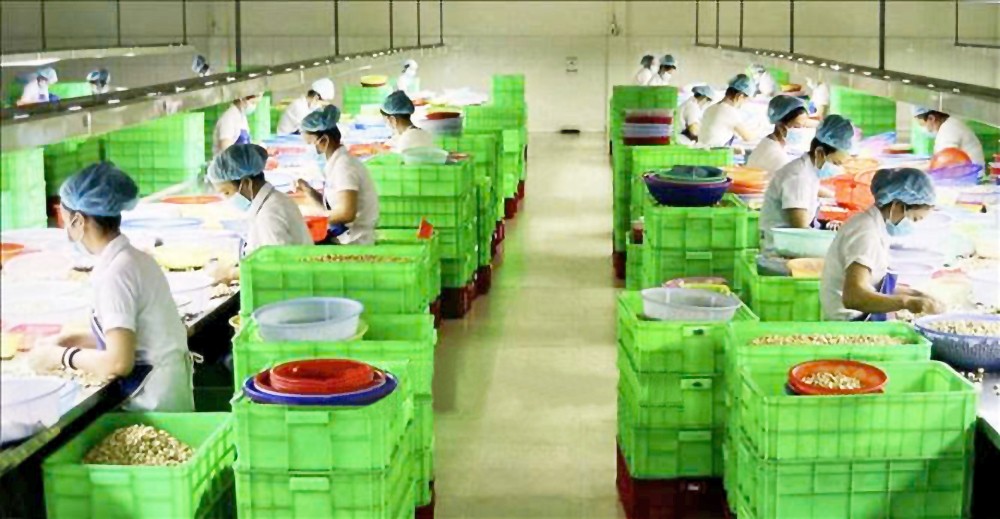 平福省“黄山1”有限责任公司的工人正在分类加工腰果。