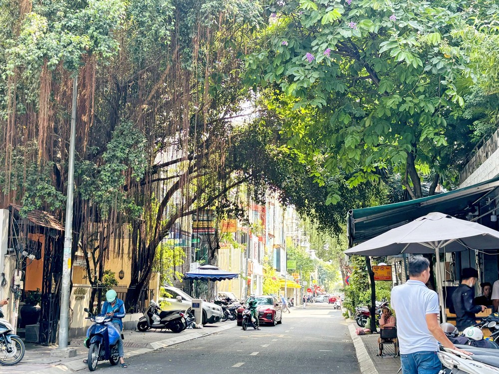 胡春香街的两侧被高大的古树覆盖，树荫凉爽宜人。