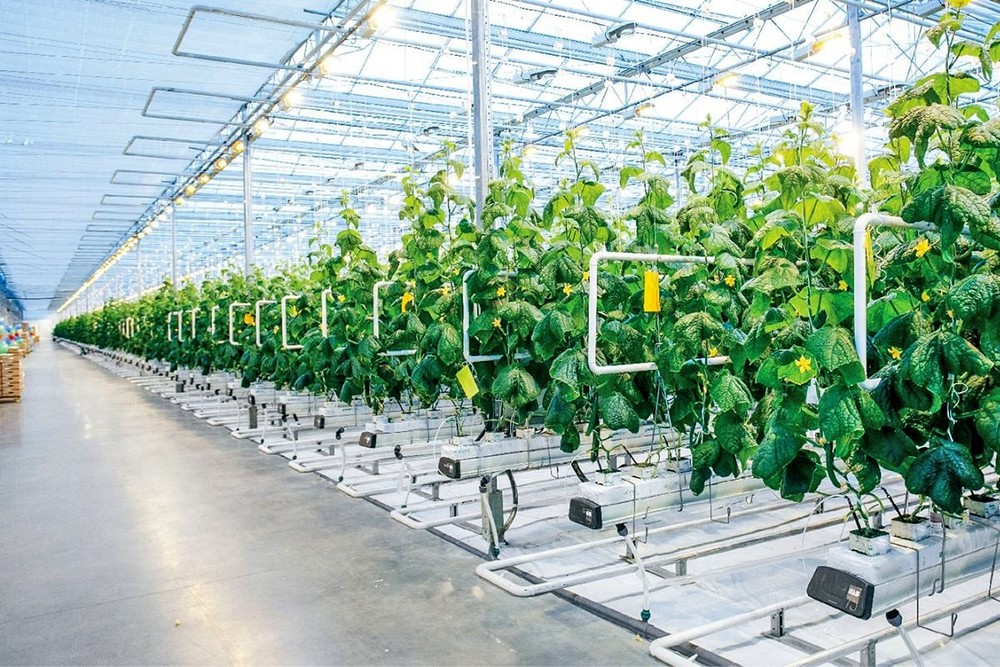 鼓励年轻人在农业领域创业