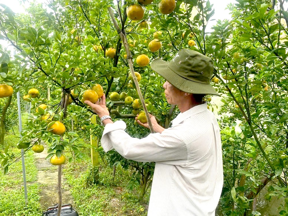 按绿色农业标准来种植会带来更高的经济价值。