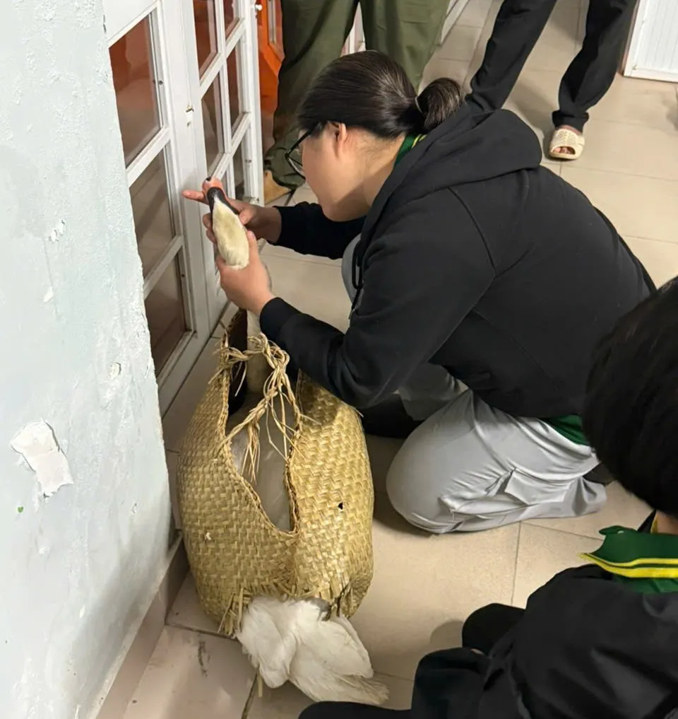 Bác sĩ thú y kiểm tra chăm sóc sức khỏe cho thiên nga.jpg