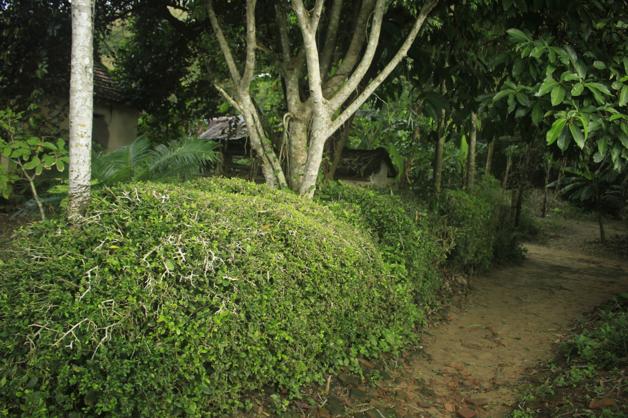 Thanh bình giữa xóm Lân ảnh 5