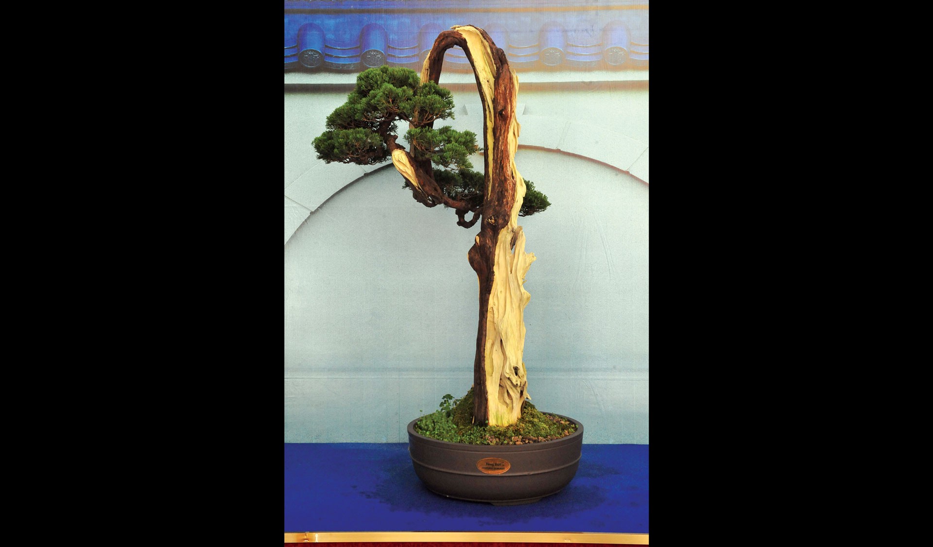 Nghệ thuật bonsai thú chơi tao nhã ảnh 4