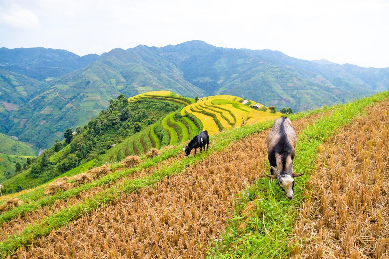 Say đắm non cao Bắc Yên ảnh 9