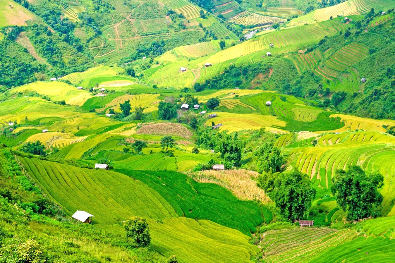 Say đắm non cao Bắc Yên ảnh 2