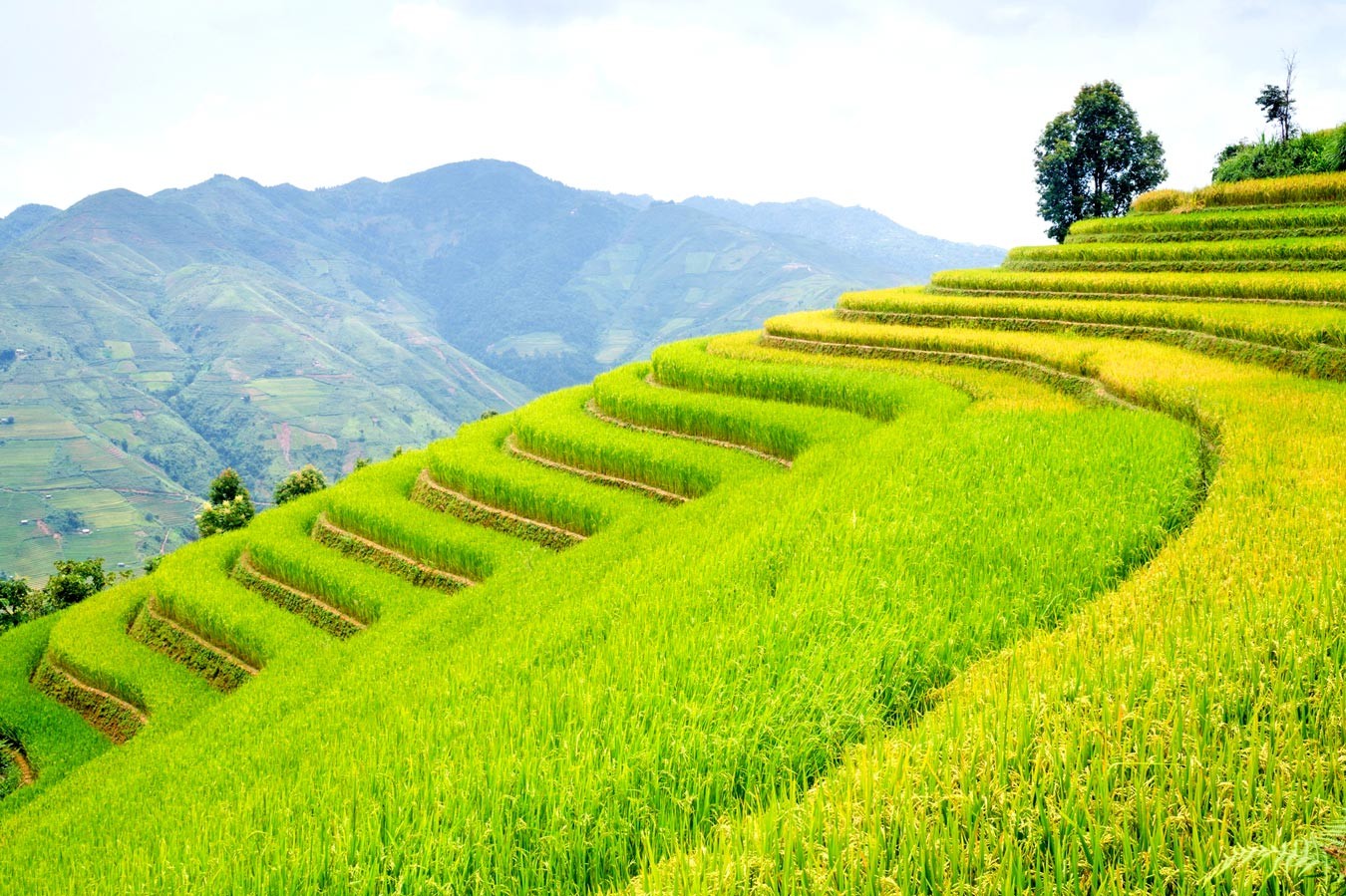 Say đắm non cao Bắc Yên ảnh 3