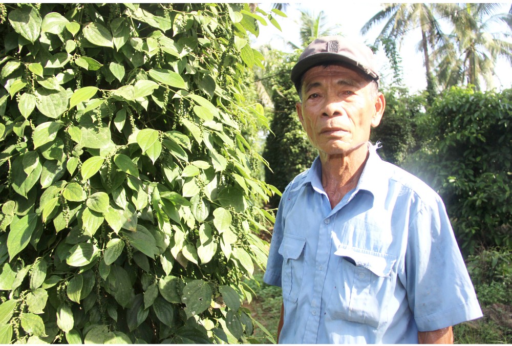 Những “ông vua” cây ăn quả ở Hoài Ân, Bình Định ảnh 12 Những “ông vua” cây ăn quả ở Hoài Ân, Bình Định ảnh 12