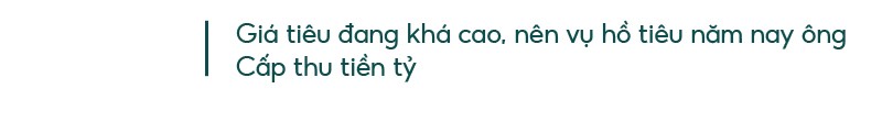 Những “ông vua” cây ăn quả ở Hoài Ân, Bình Định ảnh 18 Những “ông vua” cây ăn quả ở Hoài Ân, Bình Định ảnh 18