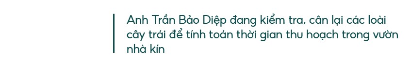Những “ông vua” cây ăn quả ở Hoài Ân, Bình Định ảnh 27 Những “ông vua” cây ăn quả ở Hoài Ân, Bình Định ảnh 27