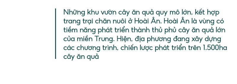 Những “ông vua” cây ăn quả ở Hoài Ân, Bình Định ảnh 32 Những “ông vua” cây ăn quả ở Hoài Ân, Bình Định ảnh 32