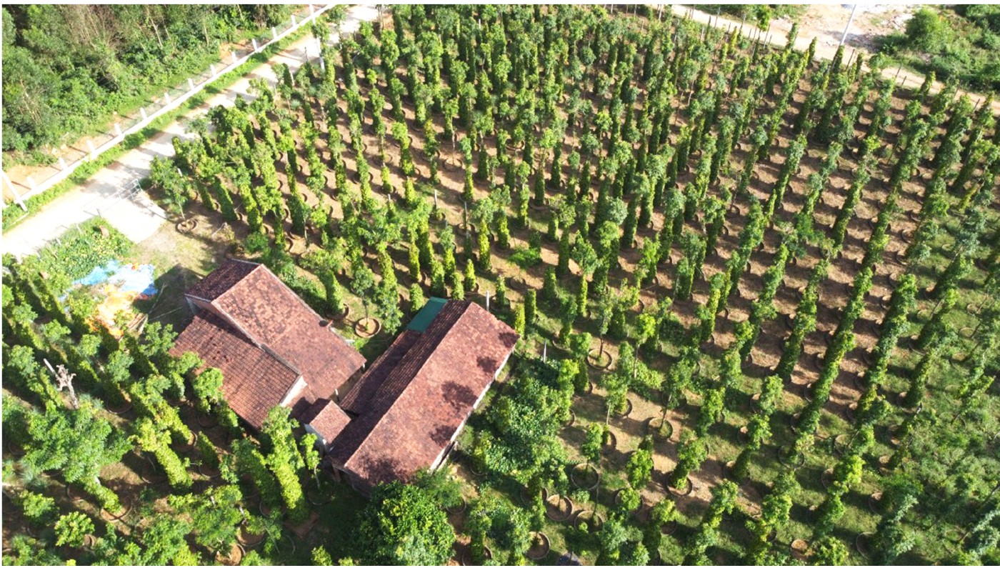 Những “ông vua” cây ăn quả ở Hoài Ân, Bình Định ảnh 34 Những “ông vua” cây ăn quả ở Hoài Ân, Bình Định ảnh 34