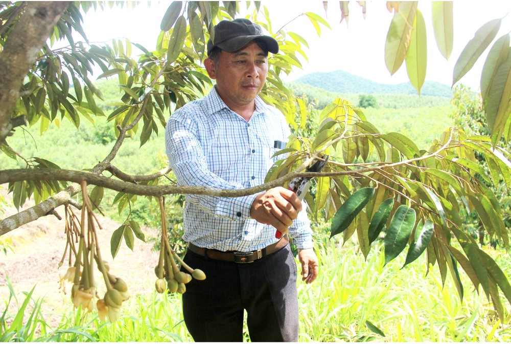 Những “ông vua” cây ăn quả ở Hoài Ân, Bình Định ảnh 3 Những “ông vua” cây ăn quả ở Hoài Ân, Bình Định ảnh 3