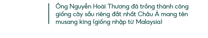 Những “ông vua” cây ăn quả ở Hoài Ân, Bình Định ảnh 4 Những “ông vua” cây ăn quả ở Hoài Ân, Bình Định ảnh 4