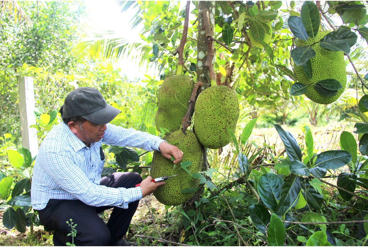 Những “ông vua” cây ăn quả ở Hoài Ân, Bình Định ảnh 6 Những “ông vua” cây ăn quả ở Hoài Ân, Bình Định ảnh 6