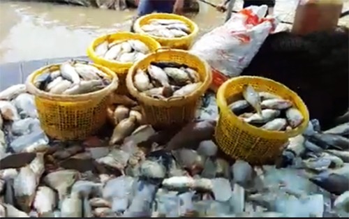 Hàng trăm tấn cá bè trên sông La Ngà chết không rõ nguyên nhân ảnh 1