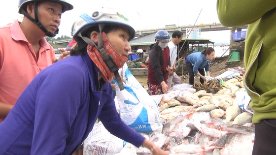 Hàng trăm tấn cá bè trên sông La Ngà chết không rõ nguyên nhân ảnh 2