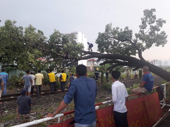 Gián đoạn giao thông vì cây to ngã chắn đường sắt Bắc Nam ảnh 1