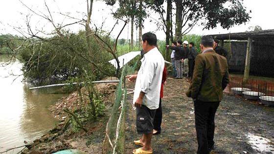 Kiểm tra nguyên nhân cá và vịt chết trên sông Phủ, Quảng Ngãi ảnh 1