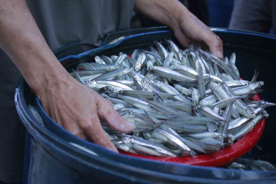 Quảng Ngãi: Ra khơi đầu năm, thu hàng chục tấn cá cơm ảnh 6