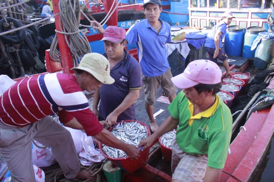 Quảng Ngãi: Ra khơi đầu năm, thu hàng chục tấn cá cơm ảnh 4