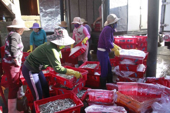Quảng Ngãi: Ra khơi đầu năm, thu hàng chục tấn cá cơm ảnh 7