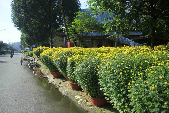 Chợ hoa tết ở Quảng Ngãi ảnh 5