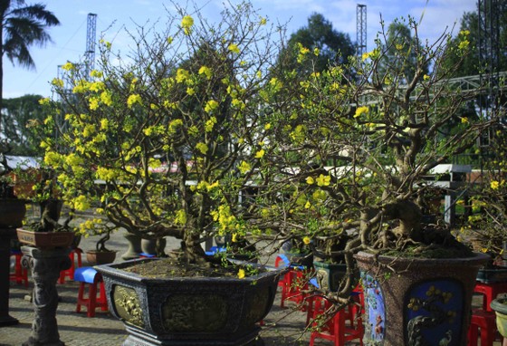 Chợ hoa tết ở Quảng Ngãi ảnh 1