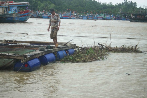 Lũ bùn đổ về, cá chẽm nuôi sông Trà Bồng chết hàng loạt ảnh 4