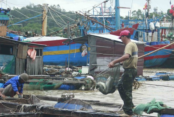 Lũ bùn đổ về, cá chẽm nuôi sông Trà Bồng chết hàng loạt ảnh 2
