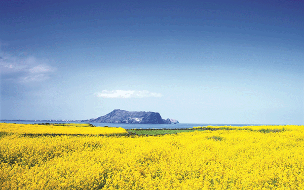 Xúc tiến mở đường bay thẳng Việt Nam –Jeju ảnh 1
