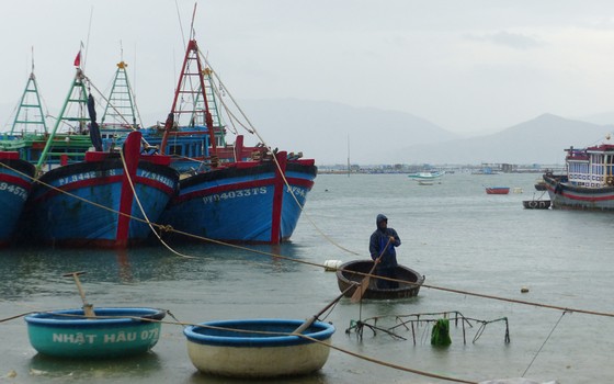 Người nuôi hải sản ở Phú Yên xuất bán tôm hùm trước khi bão số 5 đổ bộ ảnh 1