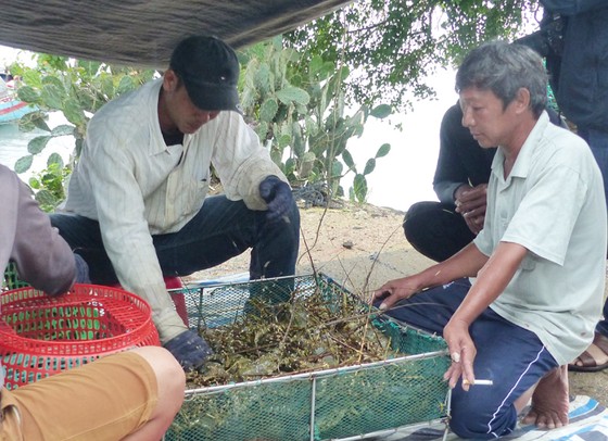 Người nuôi hải sản ở Phú Yên xuất bán tôm hùm trước khi bão số 5 đổ bộ ảnh 3