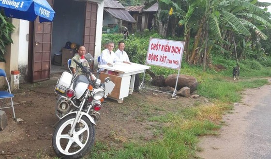 Lâm Đồng xuất hiện ổ dịch tả heo châu Phi ảnh 2