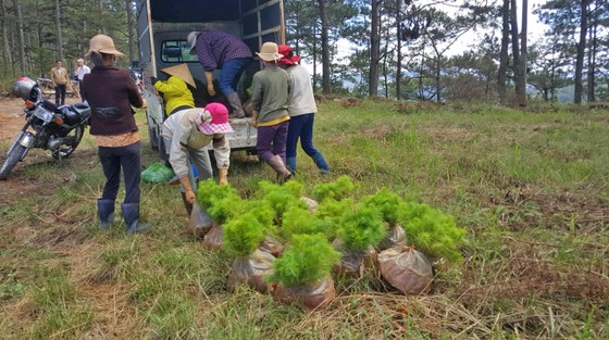 Trồng lại 8.500 cây thông trên đất rừng bị phân lô, lấn chiếm ở Đà Lạt ảnh 4