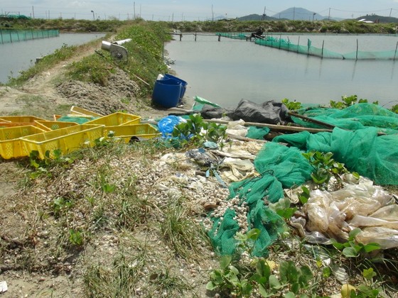 Đặc sản ốc hương chết hàng loạt do thời tiết ảnh 3