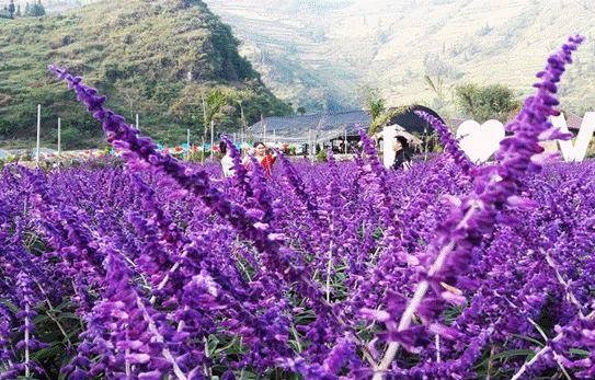Nhiều nơi trồng hoa để “tự sướng”, thu 20-30 triệu đồng/ngày ảnh 1