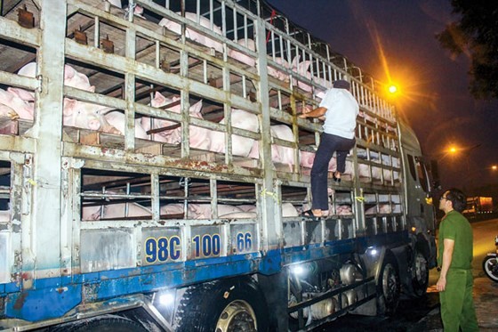 Dịch tả heo châu Phi lan đến Thừa Thiên – Huế ảnh 1