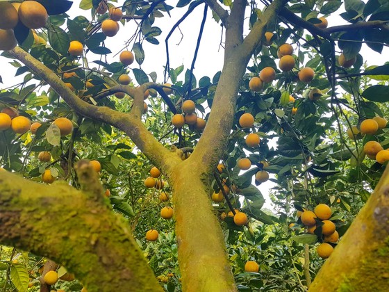 Cuốn hút trang trại cam trĩu quả ở Hà Tĩnh chờ xuất bán dịp Tết Nguyên đán ảnh 11