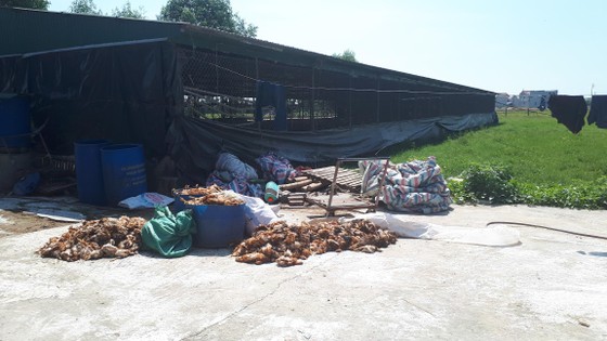 Hàng ngàn con gà của doanh nghiệp nuôi tại trang trại bị chết la liệt trong đêm ảnh 1