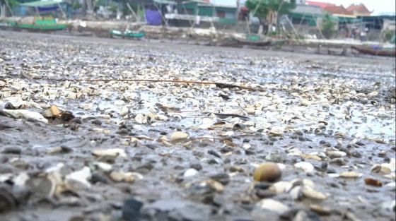 Nghêu nuôi chết sau mưa mưa lũ, người dân Hà Tĩnh bị thiệt hại nặng ảnh 5